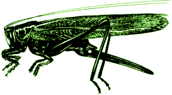 insect2